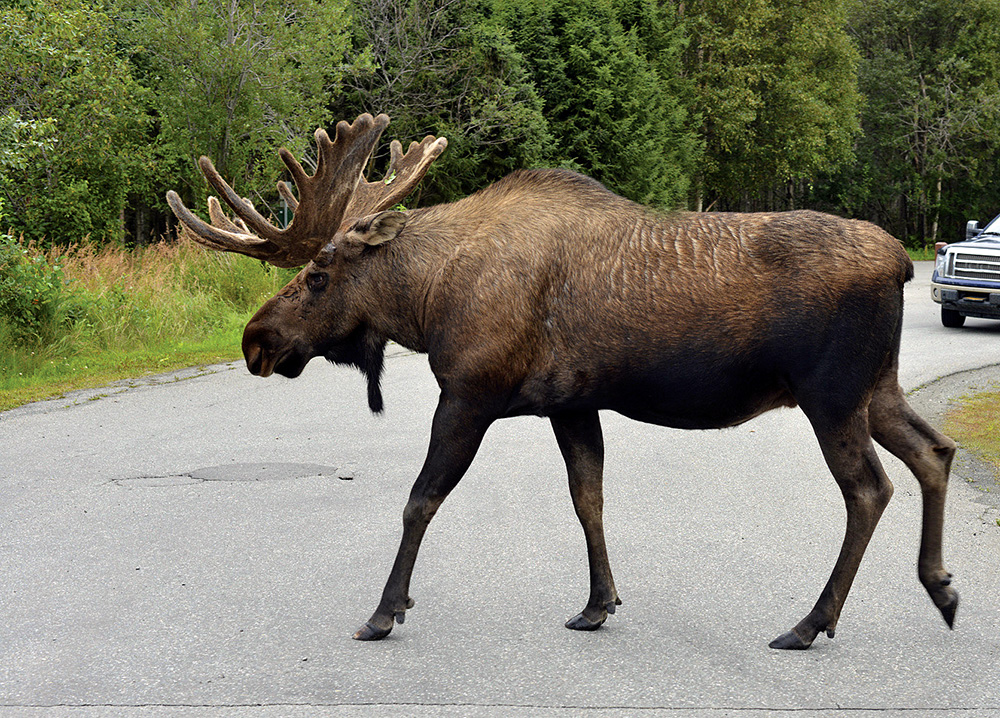 Moose roam free in Alaska and can occasionally be seen in populated areas. A male moose can be 7' tall and weigh up to half a ton.