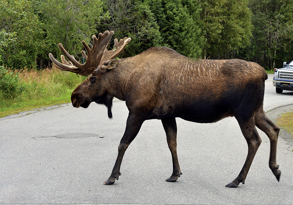 Moose roam free in Alaska and can occasionally be seen in populated areas. A male moose can be 7' tall and weigh up to half a ton.